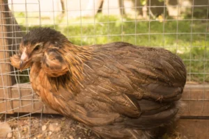 Hühnerrassen für Anfänger Araucana Huhn