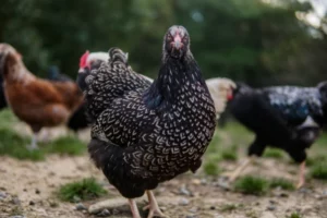 Hühnerrassen für Anfänger Barnevelder Huhn