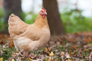 Hühnerrassen für Anfänger Orpington Huhn