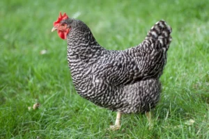 Hühnerrassen für Anfänger Plymouth Rock Huhn