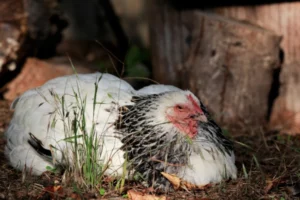 Hühnerrassen für Anfänger Sundheimer Huhn
