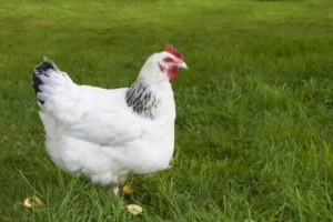 Hühnerrassen für Anfänger Sussex Huhn