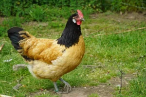 Hühnerrassen für Anfänger Vorwerk Huhn
