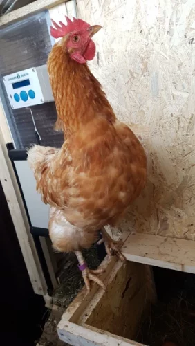 Automatische Hühnerklappe ChickenGuard