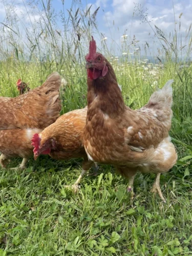 großer Hühnerauslauf im Garten