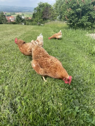 großer Hühnerauslauf im Garten