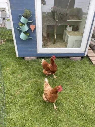 Hühner im Hühnergehege