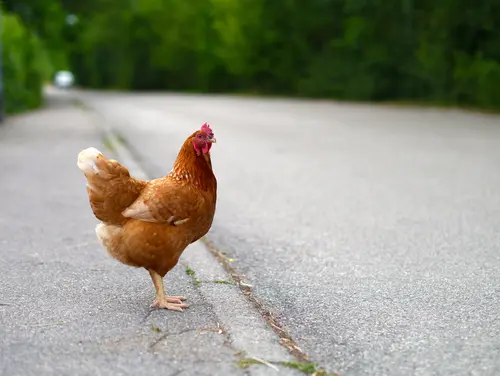 Huhn überquert Straße