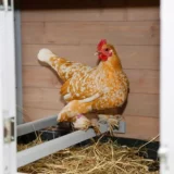 Kerbl Hühnerstall Bonny – max. 2 Hühner